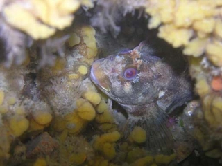 Descubrimientos únicos en 20.000 lugares bajo el mar 